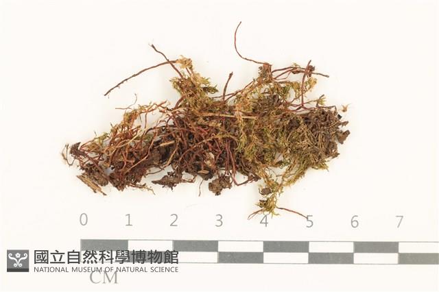 真蘚藏品圖，第1張