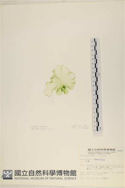 大石蓴, 石蓴藏品圖，第3張