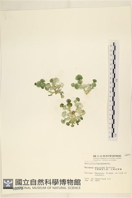 大葉海仙人掌, 大葉仙掌藻藏品圖，第1張