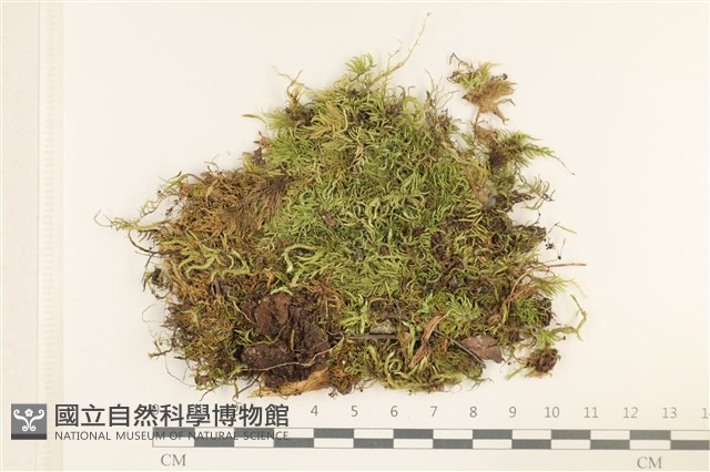 登錄號:B00013079藏品圖，第1張