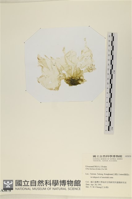 大石蓴, 石蓴藏品圖，第3張