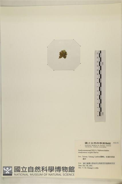 浮網藻, 肋葉藻藏品圖，第3張