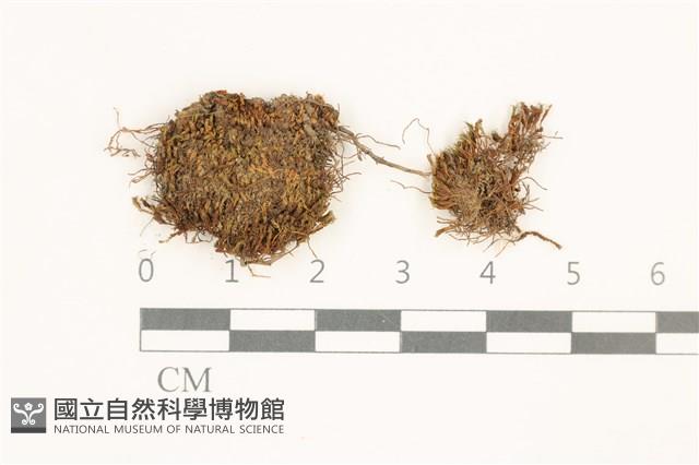 扭口蘚藏品圖，第1張