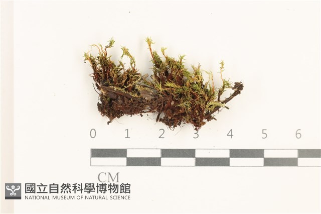 那霸短月蘚藏品圖，第1張