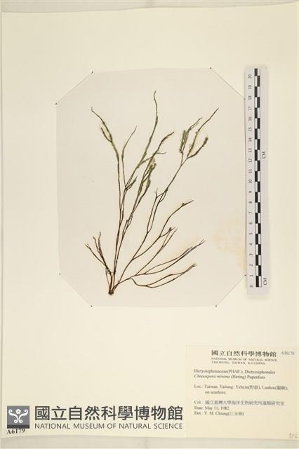小毛孢藻, 小鹿角苔藏品圖，第1張