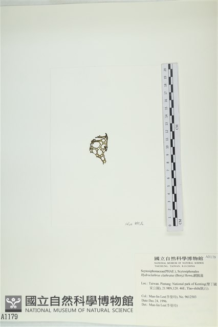 網胰藻藏品圖，第3張