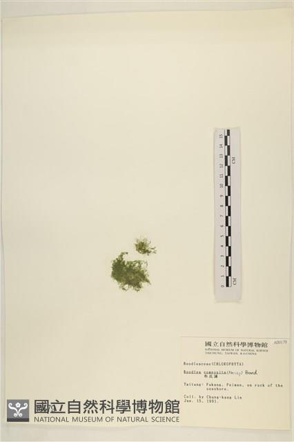 布氏藻藏品圖，第3張