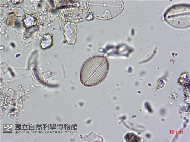 登錄號:A00004579藏品圖，第4張