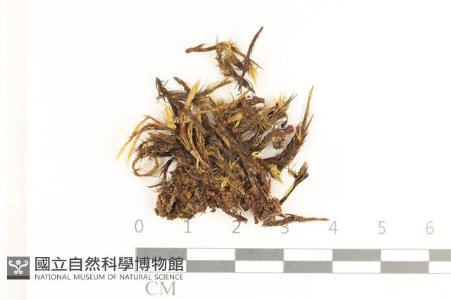 登錄號:B00015579藏品圖，第1張