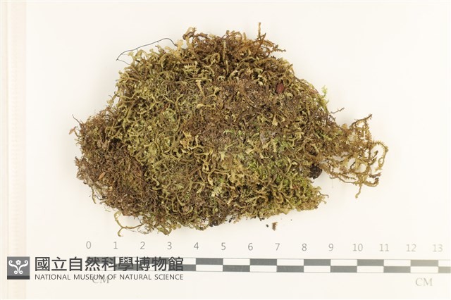 鞭苔,三裂鞭苔藏品圖，第1張