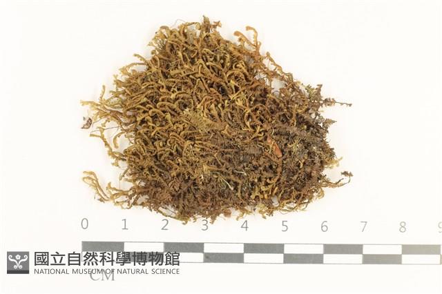 館號:B00020579藏品圖，第1張