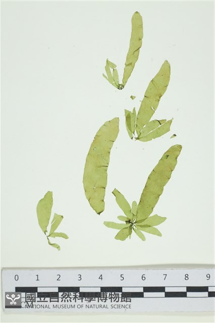 西洋葉苔藏品圖，第1張