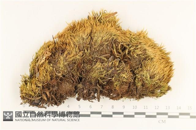 登錄號:B00012479藏品圖，第1張