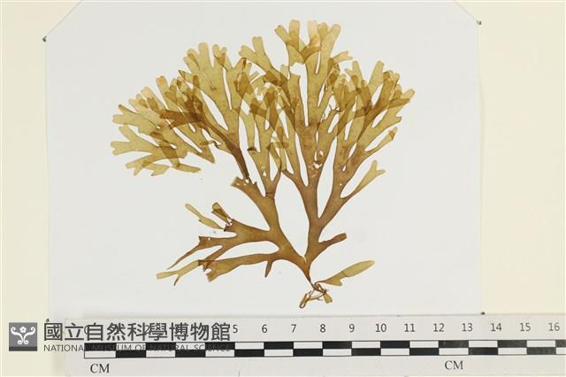 登錄號:A00002479藏品圖，第1張