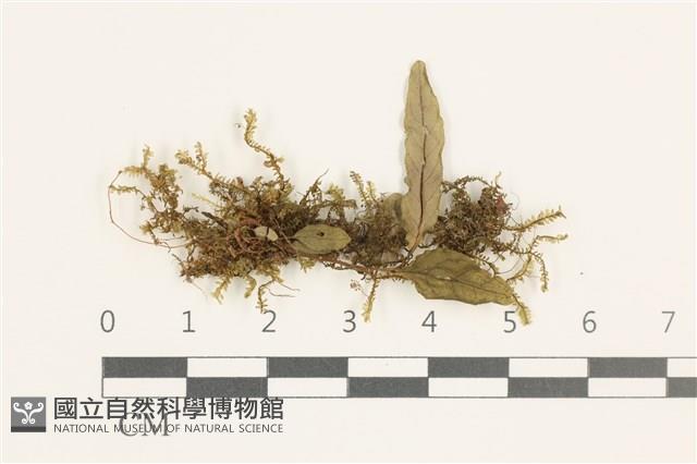 登錄號:B00019479藏品圖，第1張