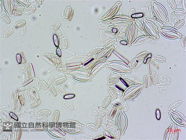 登錄號:A00004479藏品圖，第4張
