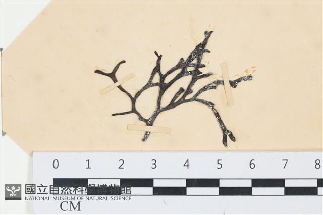 石牙藻, 石牙菜, 鐵釘菜藏品圖，第1張