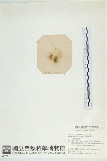 棲狀褐茸藻藏品圖，第3張