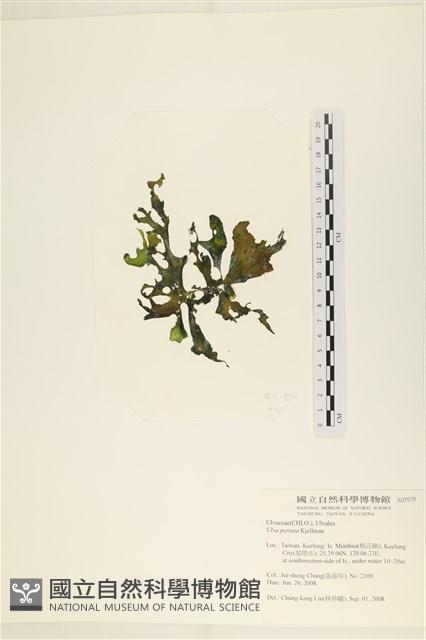 石蓴藏品圖，第3張