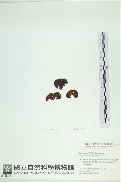 登錄號:A00001979藏品圖，第3張