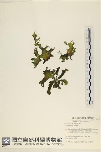 石蓴藏品圖，第1張