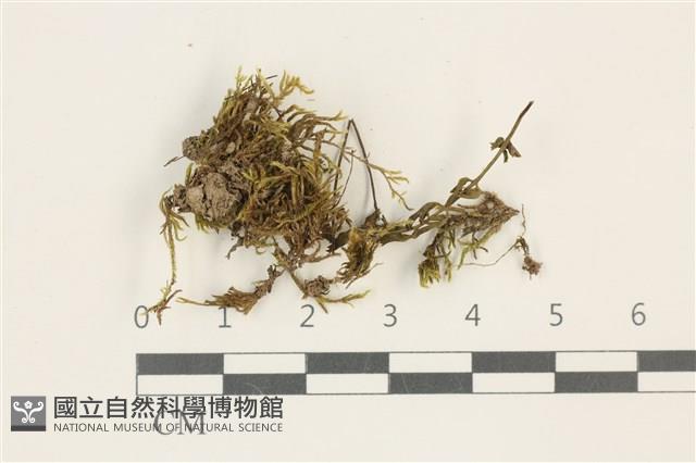 登錄號:B00012379藏品圖，第1張