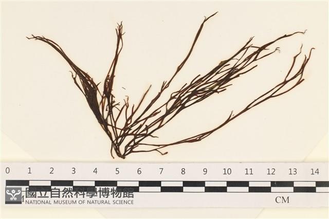 小毛孢藻, 小鹿角苔藏品圖，第1張