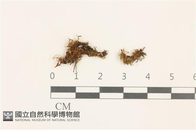 登錄號:B00019379藏品圖，第1張
