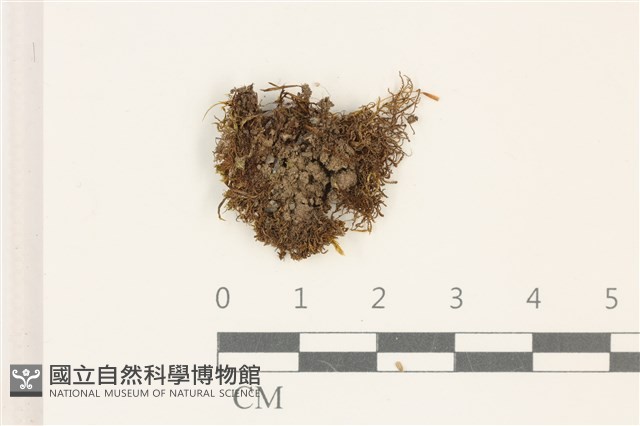 瓶蘚藏品圖，第1張