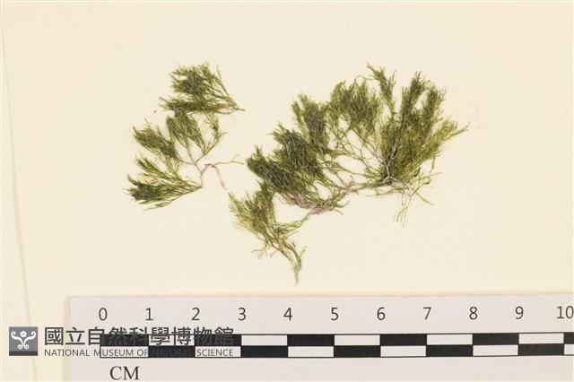 伸展剛毛藻藏品圖，第1張