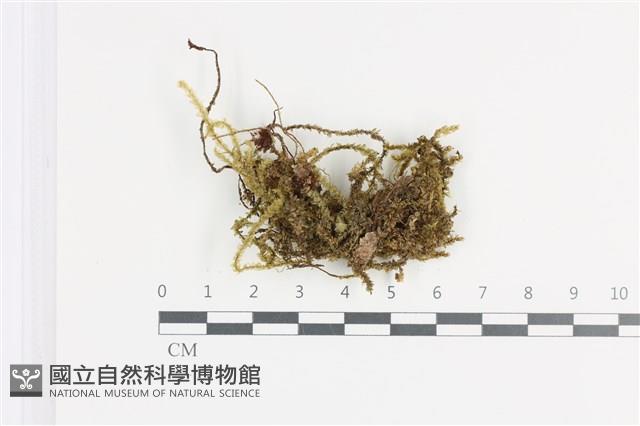 登錄號:B00011379藏品圖，第1張