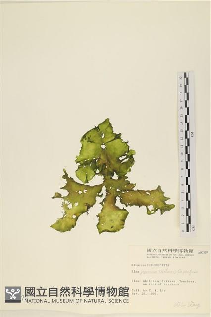 登錄號:A00000379藏品圖，第1張