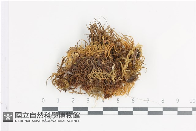 登錄號:B00013379藏品圖，第1張