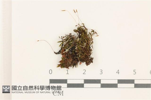 登錄號:B00012619藏品圖，第1張