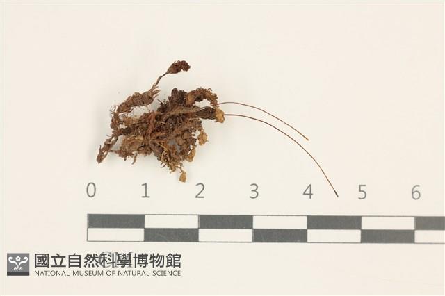 小仙鶴蘚藏品圖，第1張