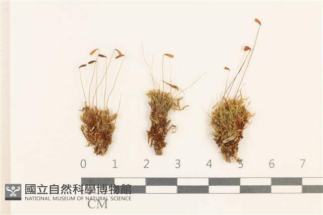登錄號:B00009619藏品圖，第1張
