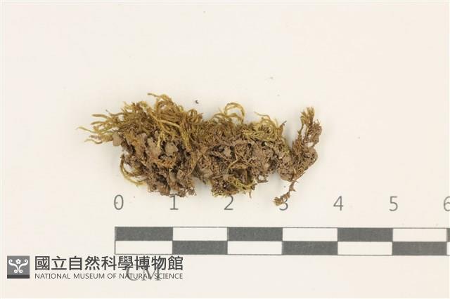 登錄號:B00014619藏品圖，第1張