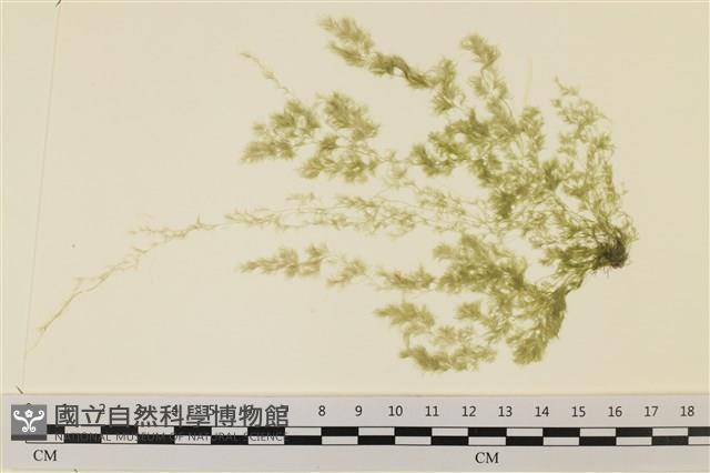 登錄號:A00001619藏品圖，第1張