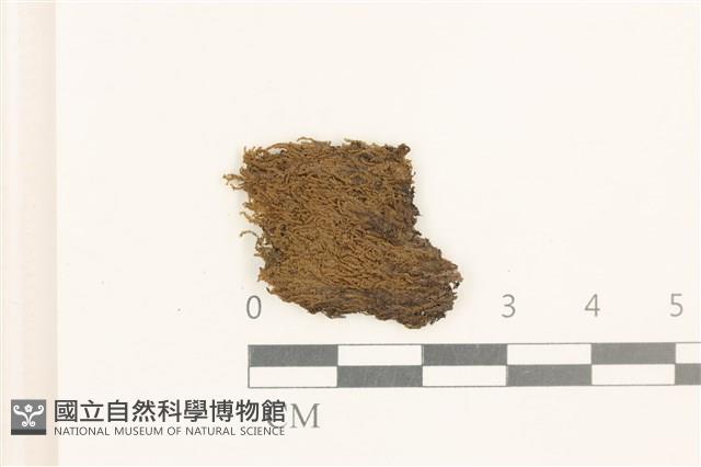 蛇形唇鱗苔藏品圖，第1張