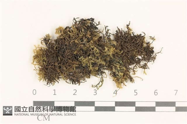 登錄號:B00009019藏品圖，第1張