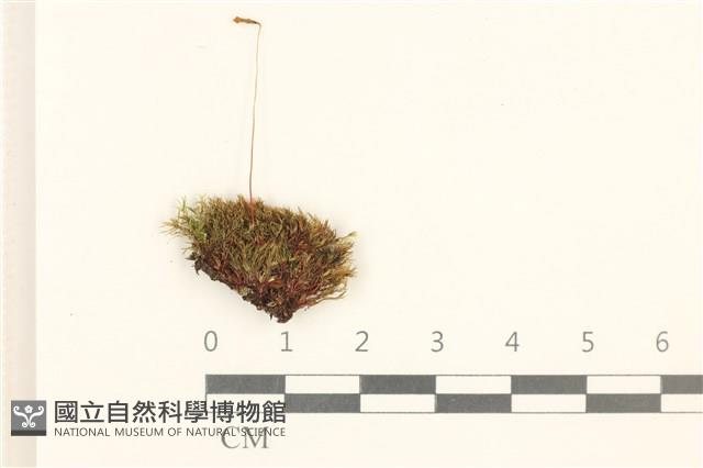 細葉真蘚藏品圖，第1張
