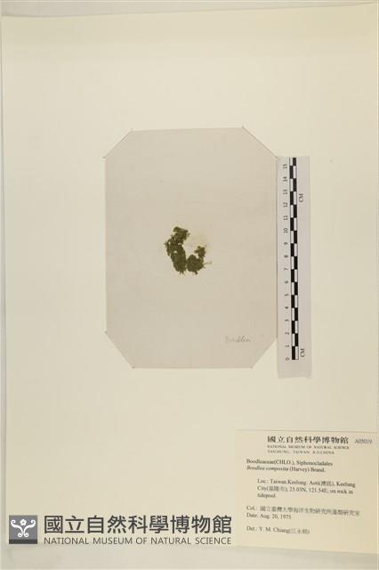 布氏藻藏品圖，第3張