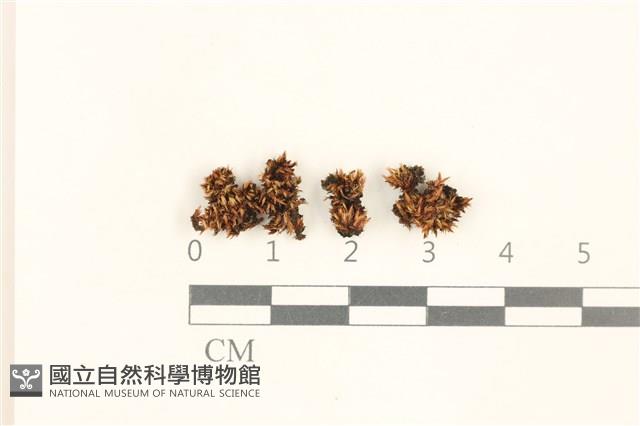 登錄號:B00011019藏品圖，第1張