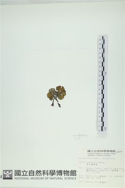 南方團扇藻藏品圖，第3張