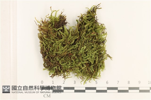 羽枝青蘚藏品圖，第1張