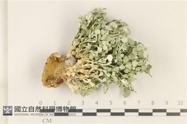盤狀仙掌藻藏品圖，第1張