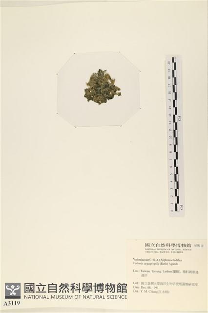 法囊藻藏品圖，第3張