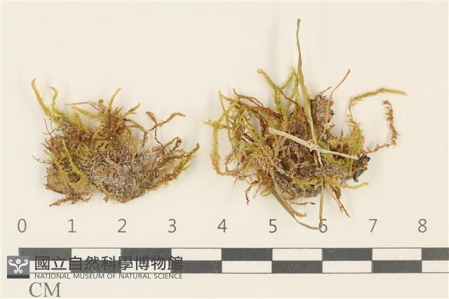 長葉柳葉蘚藏品圖，第1張