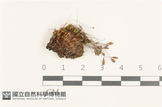 那霸短月蘚藏品圖，第1張