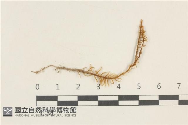 登錄號:B00004519藏品圖，第1張